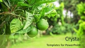  Presentation with orange lime - Theme consisting of lime tree with fruits closeup background and a yellow colored foreground