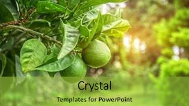  Presentation with lime - Presentation design featuring lime tree with fruits closeup background and a yellow colored foreground