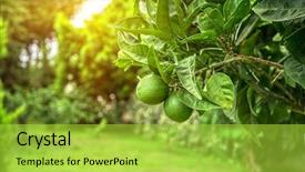  Presentation with lime - Colorful slides enhanced with lime tree with fruits closeup backdrop and a yellow colored foreground
