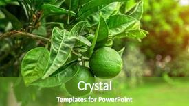  Presentation with lime - Colorful slides enhanced with lime tree with fruits closeup backdrop and a tawny brown colored foreground