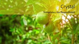  Presentation with lime - Audience pleasing slides consisting of lime tree with fruits closeup backdrop and a yellow colored foreground