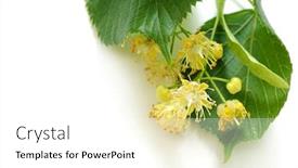  Presentation with lime - Audience pleasing presentation design consisting of lime backdrop and a white colored foreground