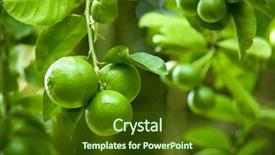  Presentation with lime - Slides with limes background and a tawny brown colored foreground