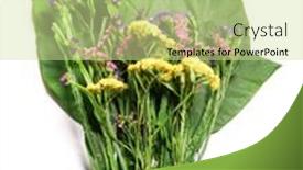 Presentation with flower - PPT layouts having limonium-platyphyllum-bouquet-of-dried background and a soft green colored foreground