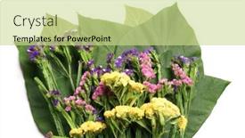  Presentation with flower - Audience pleasing slide deck consisting of limonium-platyphyllum-bouquet-of-dried backdrop and a soft green colored foreground