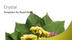  Presentation with flower - Beautiful slide deck featuring limonium-platyphyllum-bouquet-of-dried backdrop and a white colored foreground