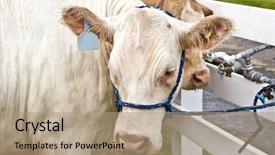  Presentation with country fair - Colorful PPT theme enhanced with limousin at an agricultural fair backdrop and a coral colored foreground