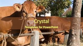  Presentation with cattle limousin cows in green - Colorful presentation enhanced with limousine - typical red brown limousin cows backdrop and a tawny brown colored foreground