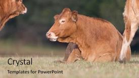  Presentation with france - Theme with limousine cow in fields background and a coral colored foreground