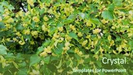  Presentation with spring tree - Slides enhanced with linden-blossoms-at-tree background and a tawny brown colored foreground