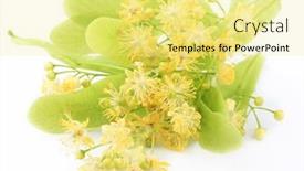  Presentation with white flowers - Slides consisting of linden flowers isolated on white background background and a blonde colored foreground