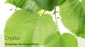  Presentation with green leaves - PPT theme enhanced with linden-green-leaves-isolated background and a  colored foreground