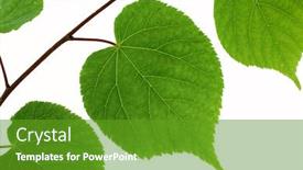  Presentation with isolated fall oak leaf - PPT layouts with linden-leaf-isolated-on-white background and a tawny brown colored foreground