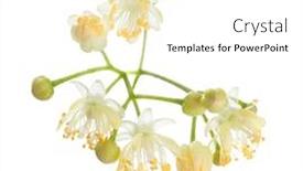 Presentation with white flowers - Slide set having linden-tilia-flowers-isolated background and a white colored foreground