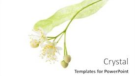  Presentation with white flowers - Presentation theme consisting of linden-tilia-flowers-isolated background and a white colored foreground