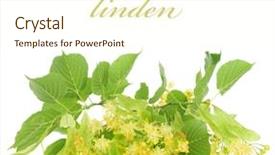  Presentation with flowers border - Slide set enhanced with linden tree flowers border background and a cream colored foreground