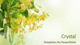  Presentation with flowers border - Presentation having linden tree flowers border background and a cream colored foreground