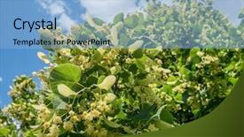  Presentation with nature - Theme having linden tree in blossom nature background and a  colored foreground
