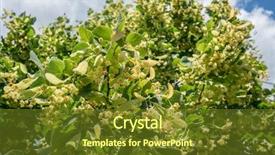  Presentation with nature big tree - Presentation design featuring linden tree in blossom nature background and a  colored foreground