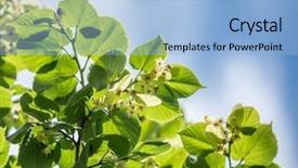  Presentation with nature big tree - Cool new theme with linden tree in blossom nature backdrop and a  colored foreground