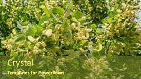  Presentation with nature - Presentation featuring linden-tree-in-blossom-nature background and a tawny brown colored foreground