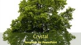  Presentation with tree - Beautiful presentation theme featuring linden-tree-isolated-on-white backdrop and a tawny brown colored foreground