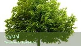  Presentation with white birch tree - PPT theme enhanced with linden-tree-isolated-on-white background and a tawny brown colored foreground