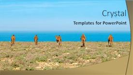 Presentation with camel - Theme with line-of-camel background and a arctic colored foreground