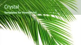  Presentation with palm - Slide deck having linear - palm leaf for your design background and a forest green colored foreground