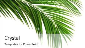  Presentation with palm - PPT theme with linear - palm leaf for your design background and a white colored foreground