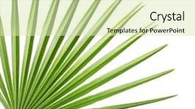  Presentation with palm - Slide deck having linear - palm leaf for your design background and a soft green colored foreground
