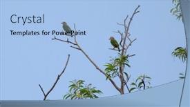  Presentation with birds - Slide deck featuring lineated-barbet-birds-in-green background and a light blue colored foreground