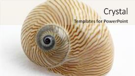  Presentation with mollusk - Beautiful theme featuring lined moon snail natica lineata backdrop and a lemonade colored foreground
