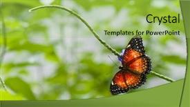  Presentation with butterfly - Colorful theme enhanced with linguer - detail of tropical butterfly cethosia backdrop and a yellow colored foreground