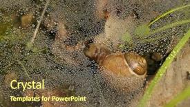  Presentation with web - Beautiful slide set featuring linguer - forest snail under dew web backdrop and a tawny brown colored foreground