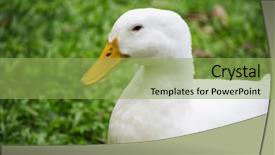  Presentation with green lawn - PPT theme featuring linguer - white duck on a green background and a yellow colored foreground
