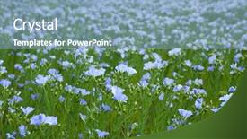 Presentation with spring - PPT theme enhanced with linseeds - blue flax field closeup background and a light blue colored foreground