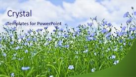  Presentation with plants - Presentation design featuring linseeds - field of many flowering flax background and a sky blue colored foreground