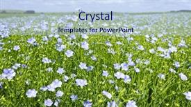  Presentation with plants - Colorful presentation theme enhanced with linseeds - field of many flowering flax backdrop and a sky blue colored foreground