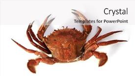  Presentation with crab - Slide set enhanced with looking up at the impressive dome of st paul s cathedral and the statue of saint paul in london background and a ocean colored foreground