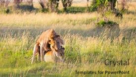  Presentation with savanna - PPT theme with lion-and-lioness-mate background and a gold colored foreground