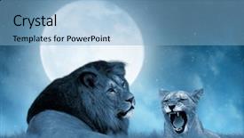  Presentation with lion king - Cool new PPT theme with lion and lioness backdrop and a light blue colored foreground