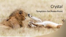  Presentation with lion king - Amazing slides having lion and playful lioness backdrop and a lemonade colored foreground