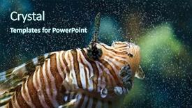  Presentation with lion - Slide set enhanced with hand controlling a computer mouse isolated on white background background and a sky blue colored foreground