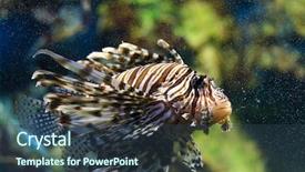  Presentation with lion - Amazing presentation design having lion butterfly - lionfish pterois mombasae underwater backdrop and a ocean colored foreground