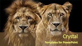  Presentation with lion - Amazing slide deck having lion couple backdrop and a tawny brown colored foreground