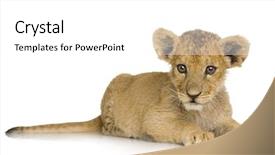  Presentation with lion and lioness - PPT theme consisting of lion cub 3 months background and a white colored foreground