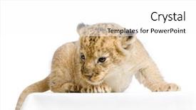  Presentation with lion - Amazing slides having lion cub 3 weeks lying backdrop and a white colored foreground