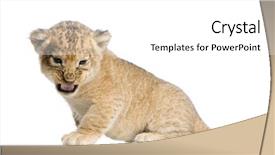  Presentation with lion king musical - PPT theme having lion cub 3 weeks lying background and a white colored foreground