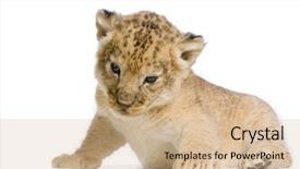  Presentation with lion pyrography - Amazing presentation having winter sight of a path leading to the forest backdrop and a gray colored foreground